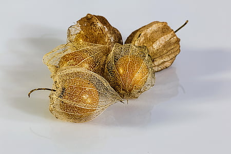 physalis alkekengi, bladder cherry, chinese lantern, japanese lantern, winter cherry, ripe thumbnail