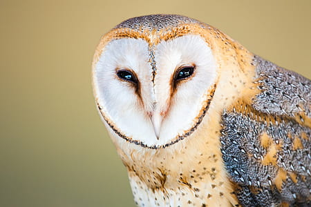 white and brown owl thumbnail