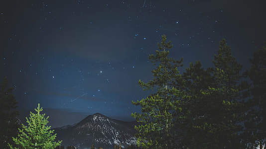 green leafed trees during night time photography thumbnail