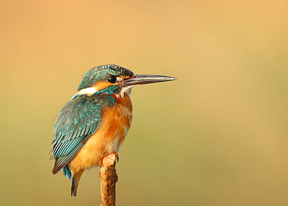 teal and brown bird on brown stick thumbnail