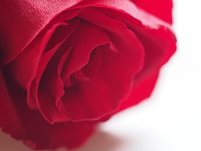 red rose flower close up photography thumbnail