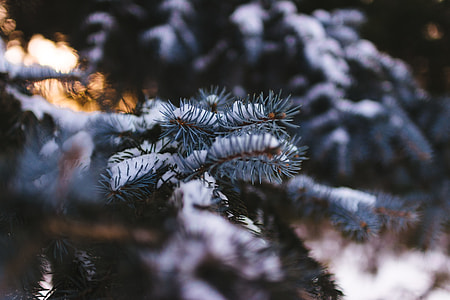 green tree covered with snow photo thumbnail