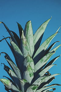 green pineapple leaves thumbnail