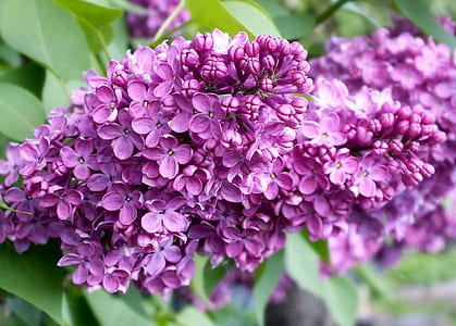 purple flowers thumbnail