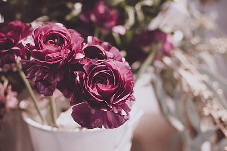 shallow focus photo of purple flowers at white pot thumbnail