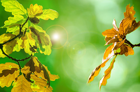 green and brown leaf plant photography thumbnail