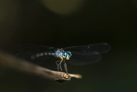 macro photography of blue dragonfly thumbnail
