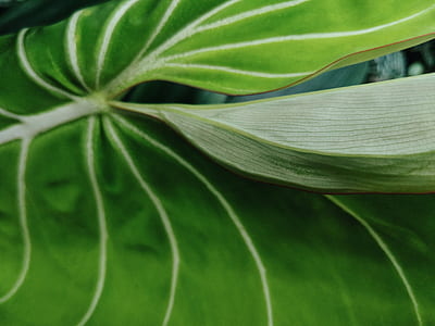 green leaf closeup photography thumbnail