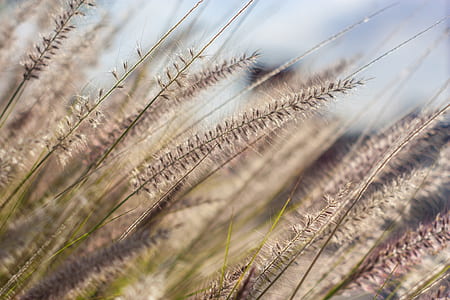 beige wheat selective focus photography thumbnail