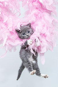 gray Tabby cat lying on pink feathers thumbnail