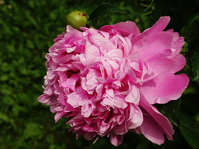 selective photo of pink peony flower thumbnail