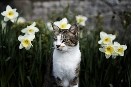 shallow focus photo of silver Tabby cat thumbnail