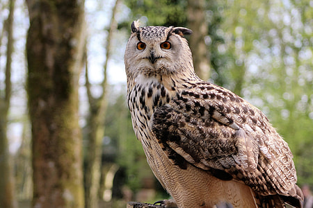 photo of brown and beige owl thumbnail