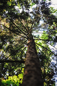 A walk through the forest moze thumbnail