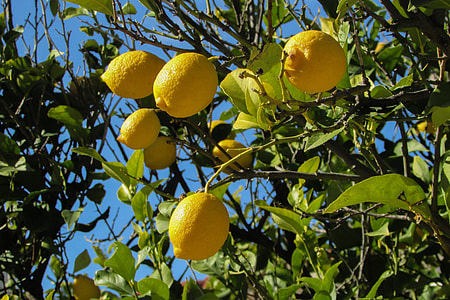ripe lemonades on tree thumbnail