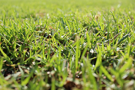 green grass field thumbnail