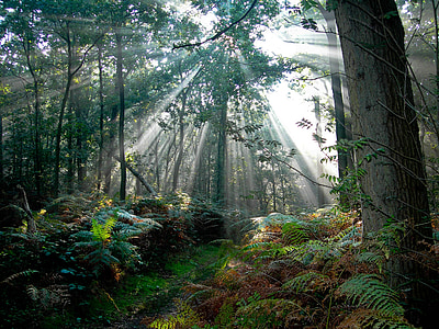 green trees and bright light thumbnail