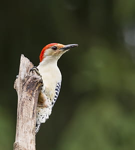 woodpecker standing on branch thumbnail