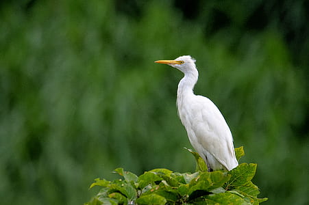 selective focus photography of white bird on tree thumbnail