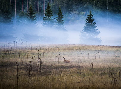 brown deer in farm thumbnail