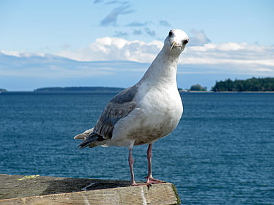 tilt-shift photography of white and gray bird thumbnail