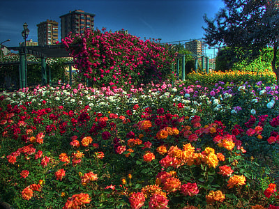 assorted petaled flower garden under blue sky thumbnail