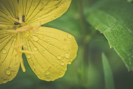 Close-up Photo Of Yellow Flower thumbnail