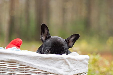 black short coated dog in basket thumbnail