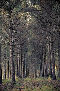 forest trees thumbnail