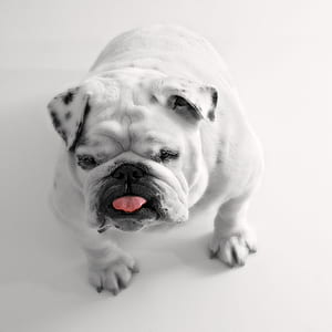 White Short Coated Dog thumbnail