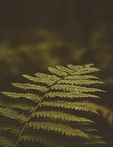 green leaves outdoors thumbnail