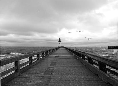 Greyscale Photography of Birds Flying Above Dockway thumbnail