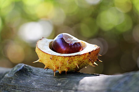 Sliced Yellow Spikey Fruit on Wood Log thumbnail