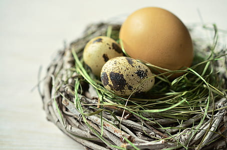 two quail eggs beside brown egg on nest thumbnail
