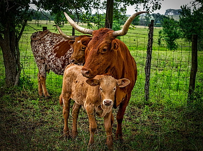 brown cattle in green open field thumbnail