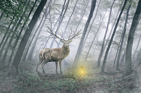 brown deer standing on green forest thumbnail