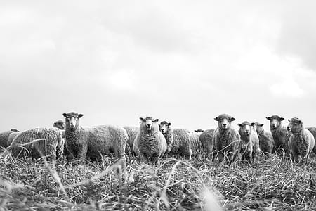 herd of sheep grayscale photography thumbnail