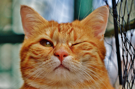 shallow focus photography of orange Tabby cat thumbnail