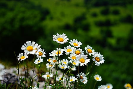 selective focus photography of white daisies in bloom at daytime thumbnail