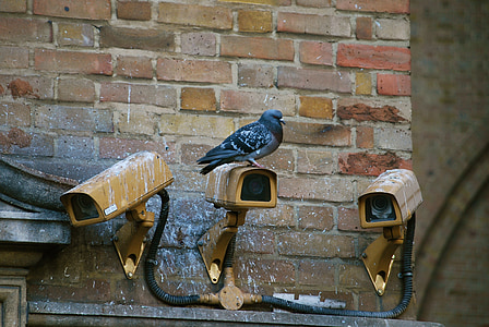 three yellow security cameras thumbnail