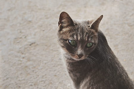 photo of brown tabby cat on gray surface thumbnail