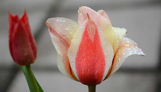 red and white tulip flower with water dews thumbnail