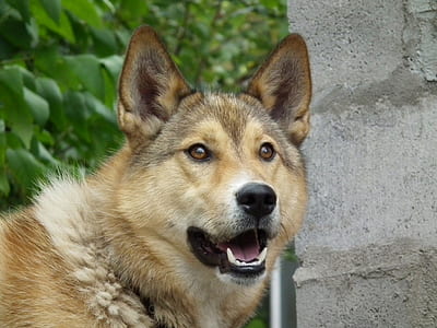 closeup view of tan dog thumbnail