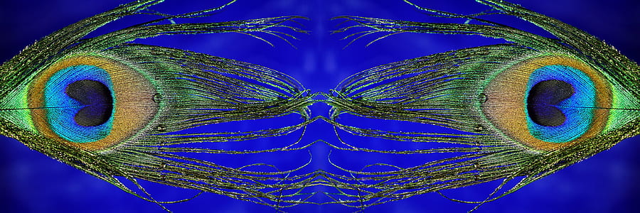 peacock feather thumbnail
