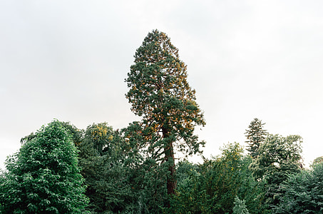 Sequoia tree in a park thumbnail