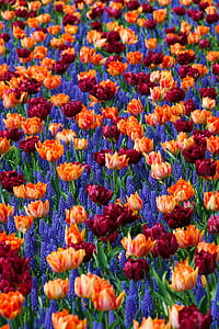 photo of brown and red tulip flowers thumbnail