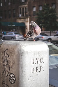 brown and gray pigeon standing on gray NYC DEP concrete thumbnail