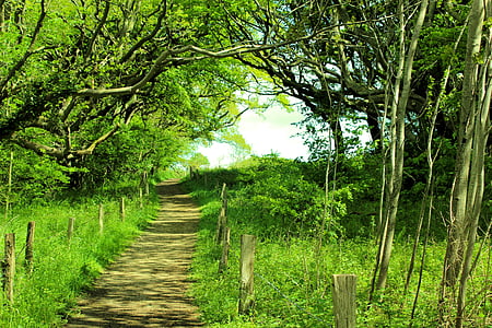 green leafed trees thumbnail
