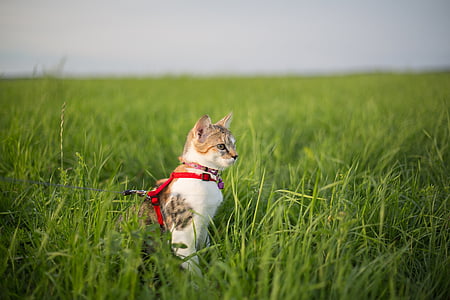 short-fur white and orange cat standing on green grass at daytime thumbnail