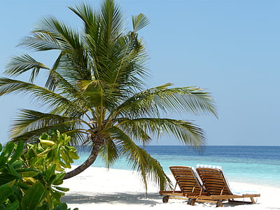 green coconut palm tree and two brown lounge chairs at daytime thumbnail